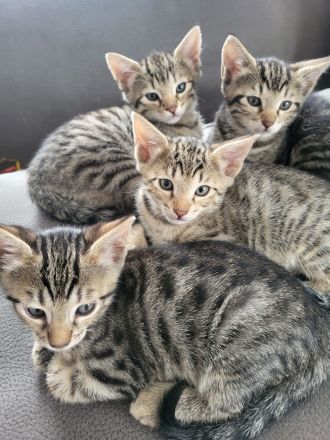 Bengal Mix Maikätzchen