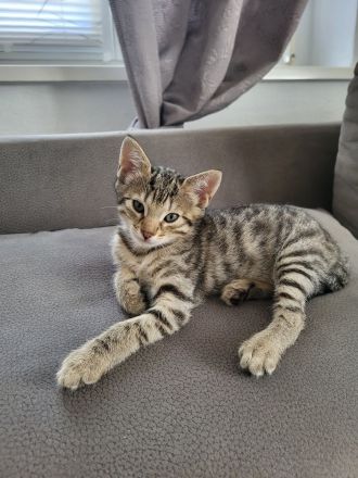 Bengal Mix Maikätzchen