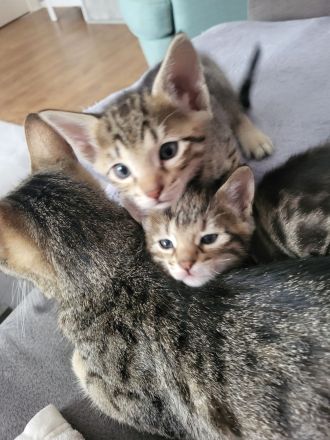 Bengal Mix Maikätzchen