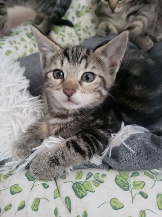 Bengal Mix Maikätzchen