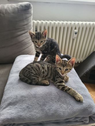 Bengal Mix Maikätzchen