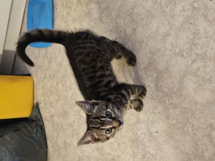 2 katze Kinder Jungs 10 Wochen alt