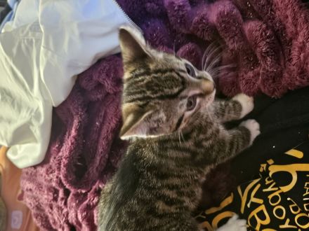 2 katze Kinder Jungs 10 Wochen alt