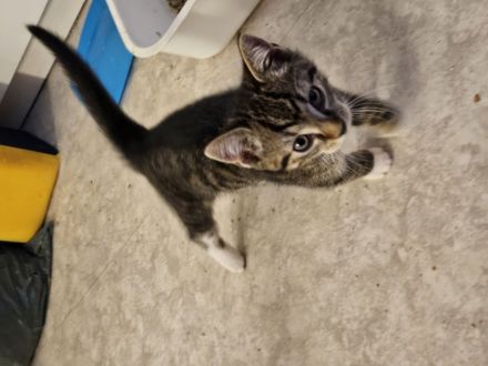 2 katze Kinder Jungs 10 Wochen alt