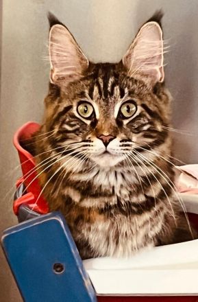 Maine Coon Kitten zu verkaufen