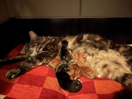 Maine Coon Kitten zu verkaufen