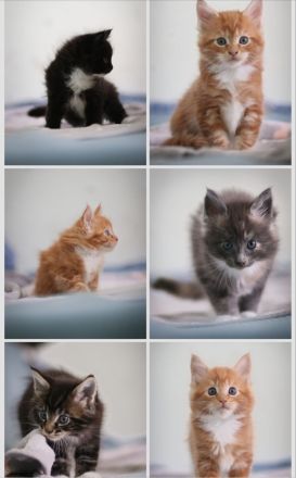 Maine Coon Kitten zu verkaufen