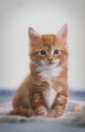 Maine Coon Kitten zu verkaufen