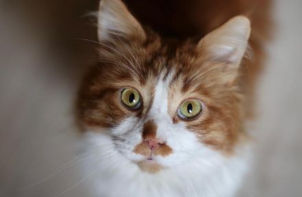 Maine Coon Kitten zu verkaufen