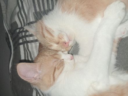 Die beiden Mäuse suchen neues Zuhause