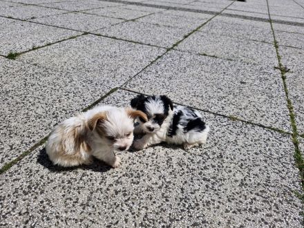 2 reinrassige Mini Yorkshire Terrier