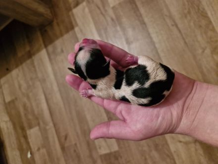 2 reinrassige Mini Yorkshire Terrier