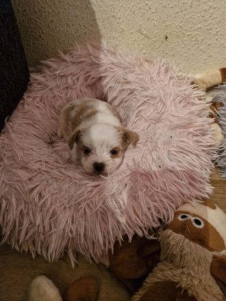 2 reinrassige Mini Yorkshire Terrier