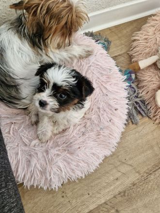 2 reinrassige Mini Yorkshire Terrier