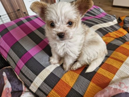 2 reinrassige Mini Yorkshire Terrier
