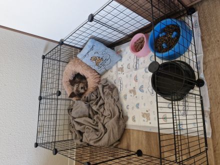 2 reinrassige Mini Yorkshire Terrier