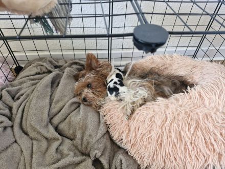 2 reinrassige Mini Yorkshire Terrier