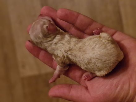 2 reinrassige Mini Yorkshire Terrier