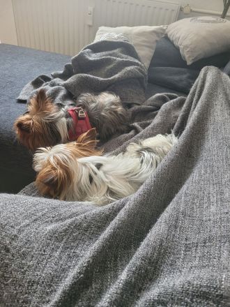 2 reinrassige Mini Yorkshire Terrier