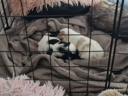 2 reinrassige Mini Yorkshire Terrier