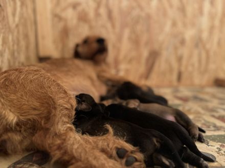 Rauhhaar Teckel Welpen (Standard)