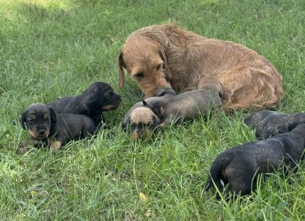 Rauhhaar Teckel Welpen (Standard)
