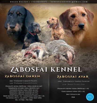 Rauhhaar Teckel Welpen (Standard)