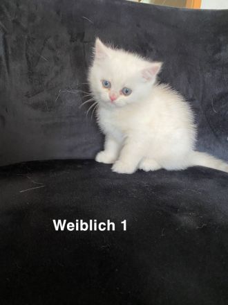 Süße Bkh kitten
