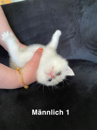 Süße Bkh kitten