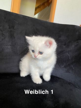 Süße Bkh kitten