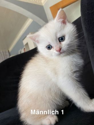 Süße Bkh kitten