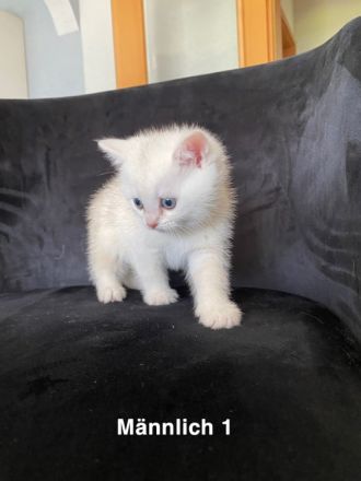 Süße Bkh kitten