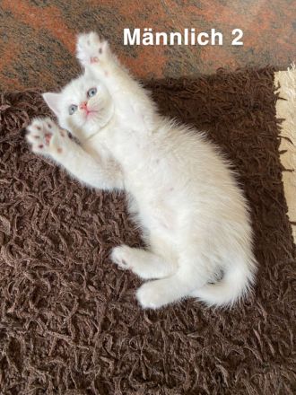 Süße Bkh kitten