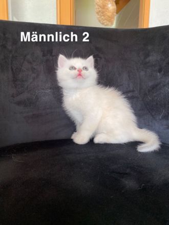 Süße Bkh kitten