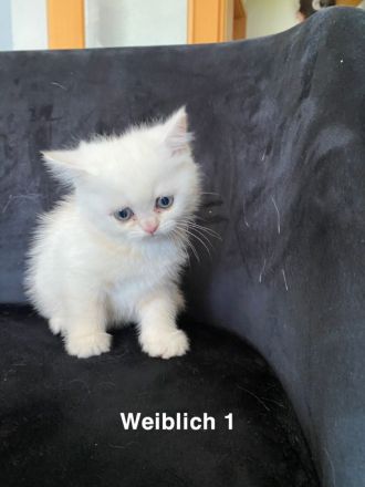 Süße Bkh kitten