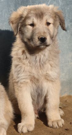 Jako, geb. ca. 09/2023, lebt in GRIECHENLAND, im städt. Tierheim Serres