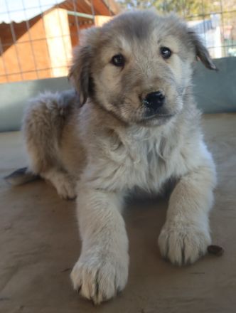 Jako, geb. ca. 09/2023, lebt in GRIECHENLAND, im städt. Tierheim Serres