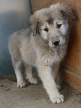 Jako, geb. ca. 09/2023, lebt in GRIECHENLAND, im städt. Tierheim Serres
