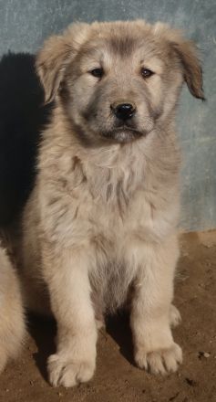 Jako, geb. ca. 09/2023, lebt in GRIECHENLAND, im städt. Tierheim Serres