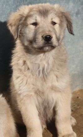 Jako, geb. ca. 09/2023, lebt in GRIECHENLAND, im städt. Tierheim Serres