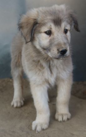 Jako, geb. ca. 09/2023, lebt in GRIECHENLAND, im städt. Tierheim Serres