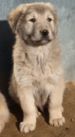 Jako, geb. ca. 09/2023, lebt in GRIECHENLAND, im städt. Tierheim Serres