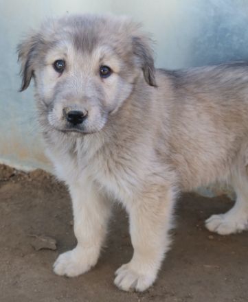 Jako, geb. ca. 09/2023, lebt in GRIECHENLAND, im städt. Tierheim Serres