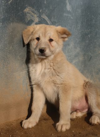 Hannes, geb. ca. 09/2023, lebt in GRIECHENLAND, im städt. Tierheim Serres