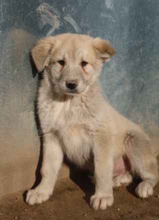 Hannes, geb. ca. 09/2023, lebt in GRIECHENLAND, im städt. Tierheim Serres