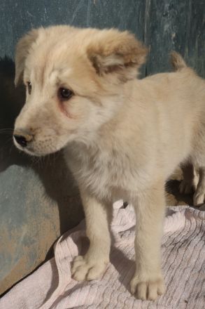 Hannes, geb. ca. 09/2023, lebt in GRIECHENLAND, im städt. Tierheim Serres