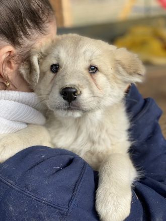 Hannes, geb. ca. 09/2023, lebt in GRIECHENLAND, im städt. Tierheim Serres