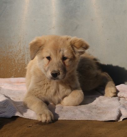 Hannes, geb. ca. 09/2023, lebt in GRIECHENLAND, im städt. Tierheim Serres