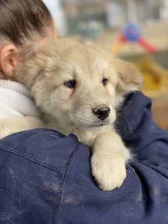 Hannes, geb. ca. 09/2023, lebt in GRIECHENLAND, im städt. Tierheim Serres