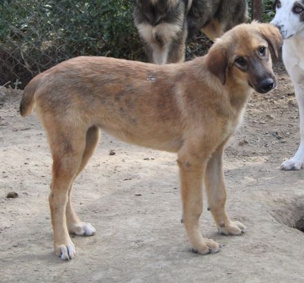 Sophia, geb. ca. 03/2024, lebt in GRIECHENLAND, auf einer privaten Pflegestelle